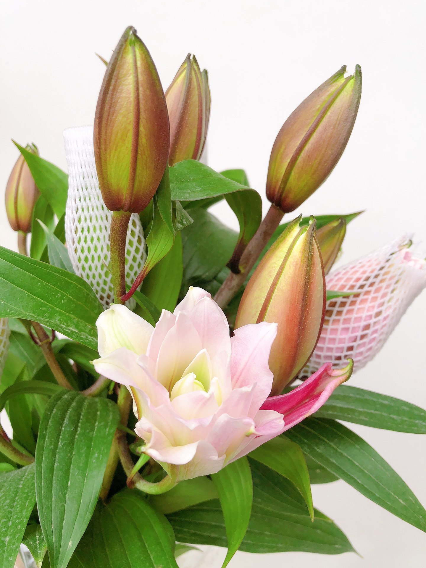 鲜花界的新秀【多头重瓣百合伊莎贝拉】惊喜秒杀 3支/5支装