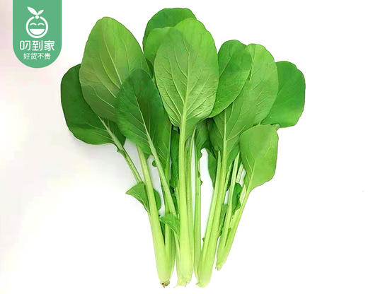福建新鲜油菜/1份（约300g） 商品图2