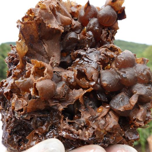 原始森林10年左右老巢 酸蜜 350g/瓶（排单发货，不接受退单） 商品图7