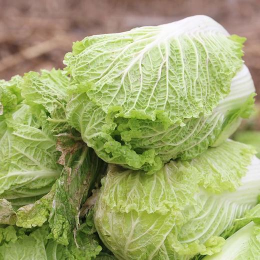 【包邮】老北京新三号大白菜 脆嫩微甜 生态种植 新鲜蔬菜绿叶菜腌酸菜 6斤 商品图1