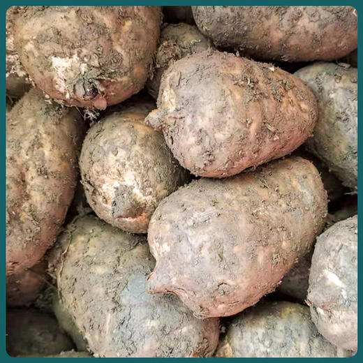 贵州毕节鲜乌天麻 商品图4