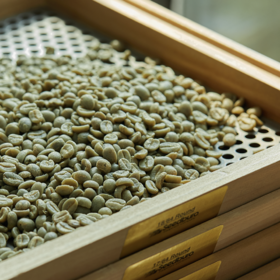 日签｜生咖啡豆的成分之蔗糖