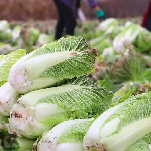 【包邮】老北京新三号大白菜 脆嫩微甜 生态种植 新鲜蔬菜绿叶菜腌酸菜 6斤 商品图5