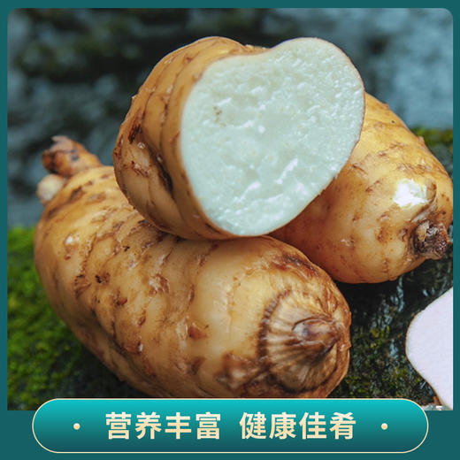 贵州毕节鲜乌天麻 商品图3