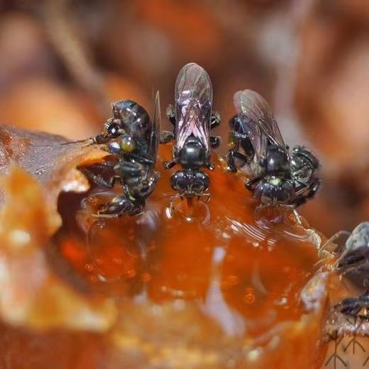 原始森林10年左右老巢 酸蜜 350g/瓶（排单发货，不接受退单） 商品图10