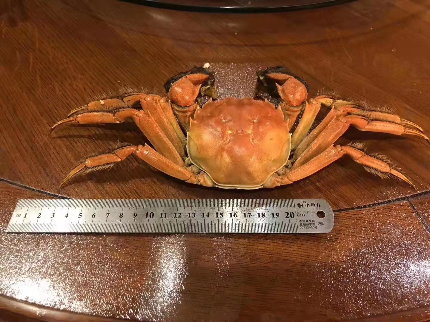 【拍卖级别蟹王 7两公6两母】一大口大闸蟹养殖基地专供 秋日恩物