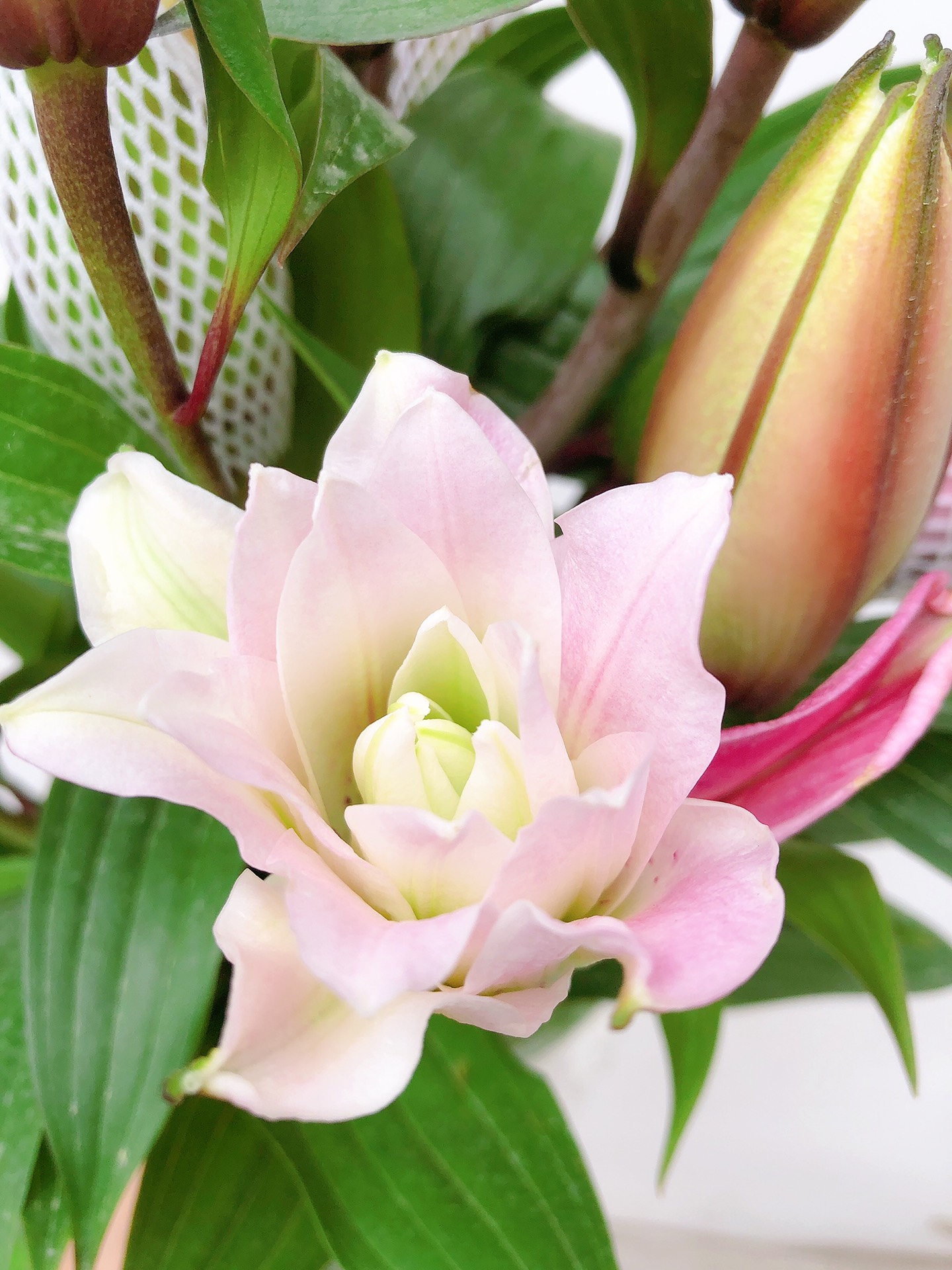 鲜花界的新秀【多头重瓣百合伊莎贝拉】惊喜秒杀 3支/5支装