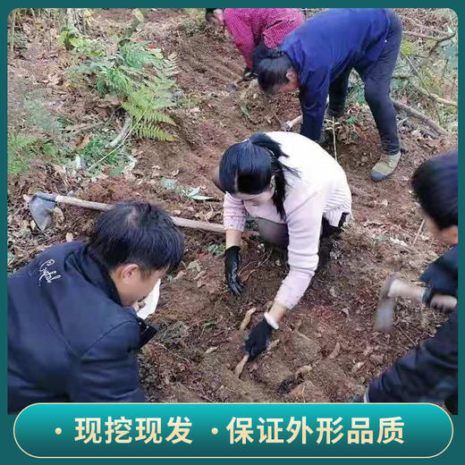 贵州毕节鲜乌天麻 商品图2