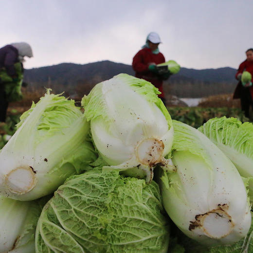 【包邮】老北京新三号大白菜 脆嫩微甜 生态种植 新鲜蔬菜绿叶菜腌酸菜 6斤 商品图4