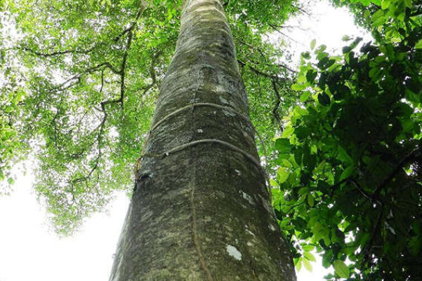 星洲系东马沉香以坚硬的鹰木香树为主,一颗野生鹰木香树需要长达30年