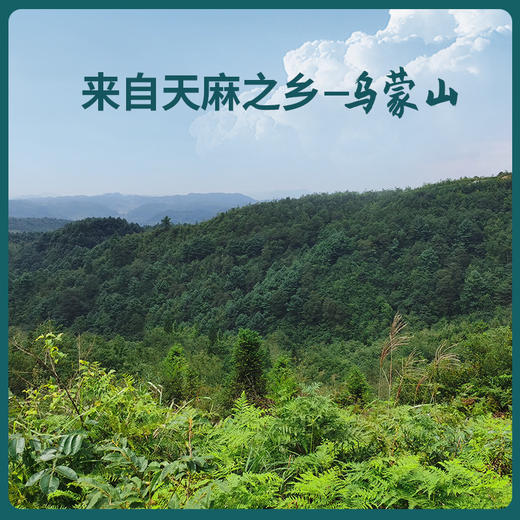 贵州毕节鲜乌天麻 商品图1