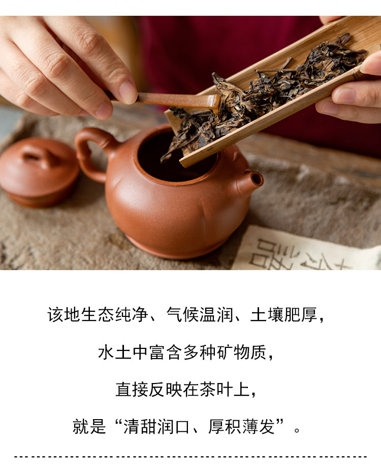 茶香记 香枣老白茶214 春秋寿眉 枣香浓郁 香甜醇柔 可煮茶