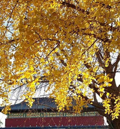 网络改-天坛银杏.jpg
