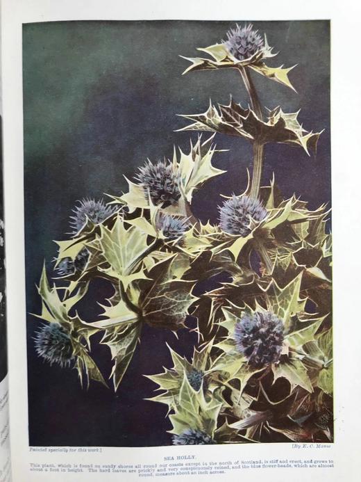 约20世纪早期 哈钦森郊外树木与花卉图鉴（全2卷） 约千幅插图 真皮精装16开 商品图13