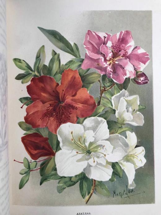 约20世纪早期 花卉种植者指南（全3卷） 45幅彩色版画与500余幅黑白版画插图 漆布精装16开 商品图13