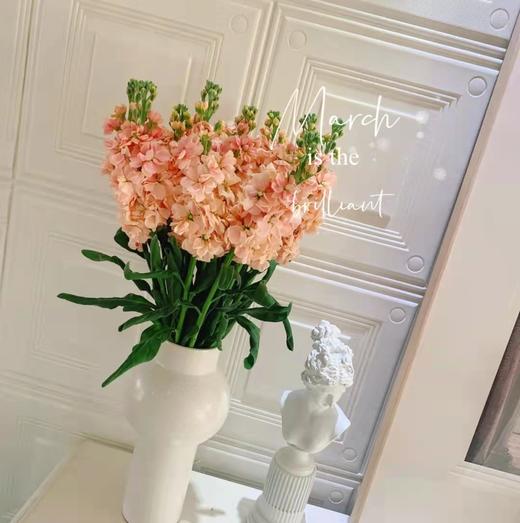 jc基地ss紫罗兰a级香槟色3