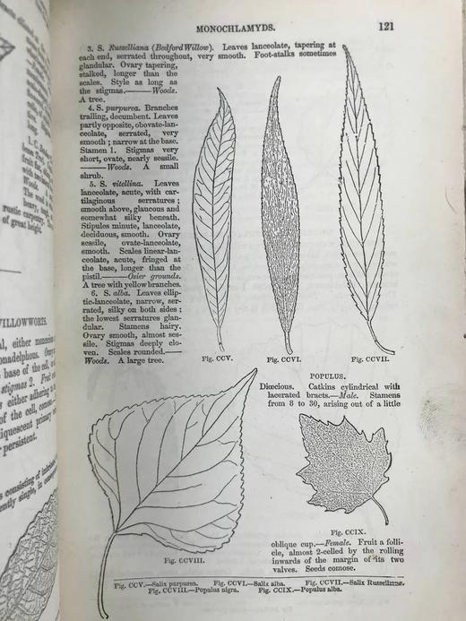 约19世纪后期 植物学课本 400余幅版画插图 漆布精装18开 商品图7