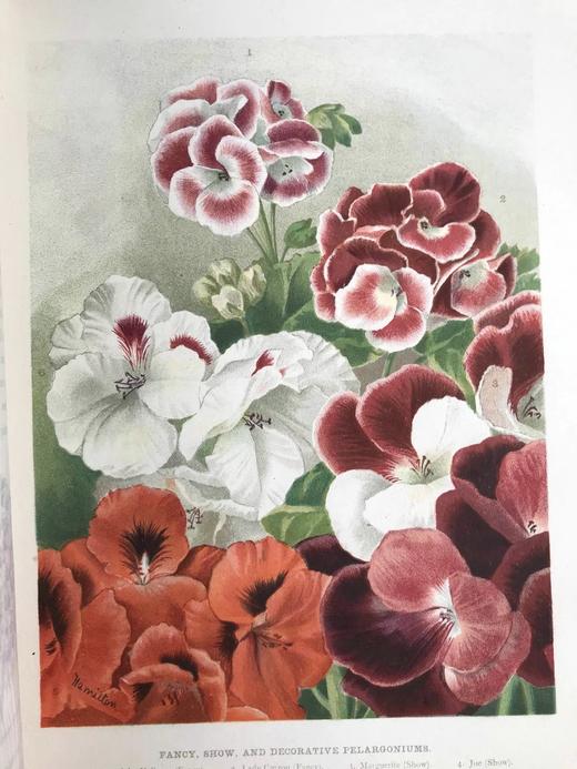 约20世纪早期 花卉种植者指南（全3卷） 45幅彩色版画与500余幅黑白版画插图 漆布精装16开 商品图14