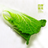 黄芽菜（400g） 商品缩略图1