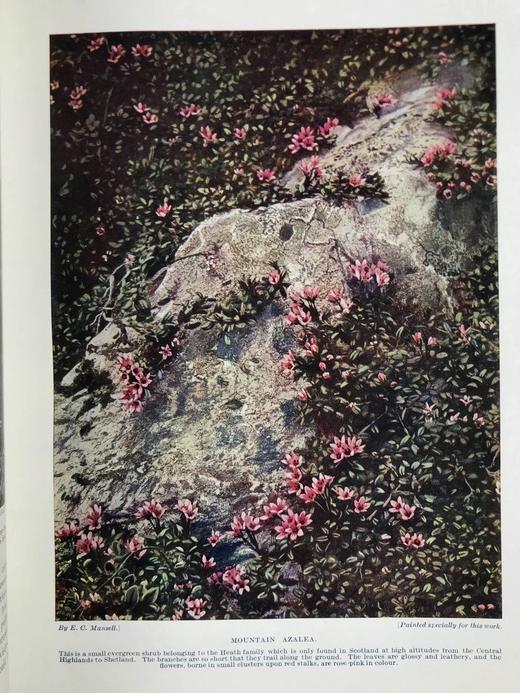 约20世纪早期 哈钦森郊外树木与花卉图鉴（全2卷） 约千幅插图 真皮精装16开 商品图5