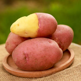 山西静乐红皮土豆，现挖现发，软糯喷香