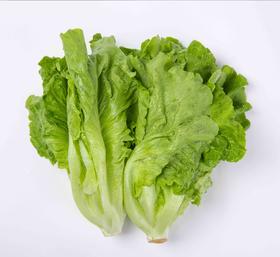 生菜  500g【DD】