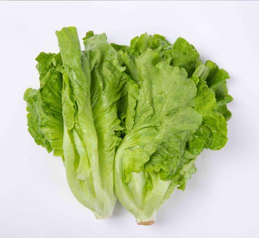 生菜  500g【DD】 商品图0