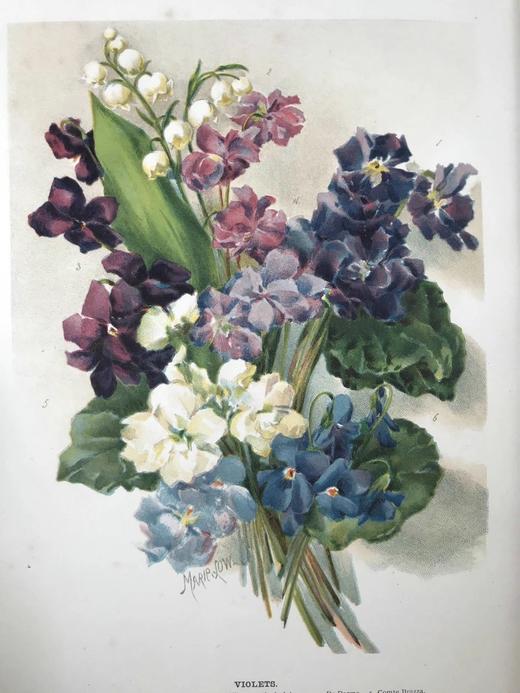 约20世纪早期 花卉种植者指南（全3卷） 45幅彩色版画与500余幅黑白版画插图 漆布精装16开 商品图2