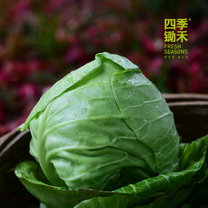 兰州包心菜（500g以上）