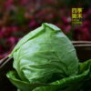 兰州包心菜（500g以上） 商品缩略图0