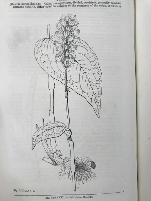 约19世纪后期 植物学课本 400余幅版画插图 漆布精装18开 商品图10