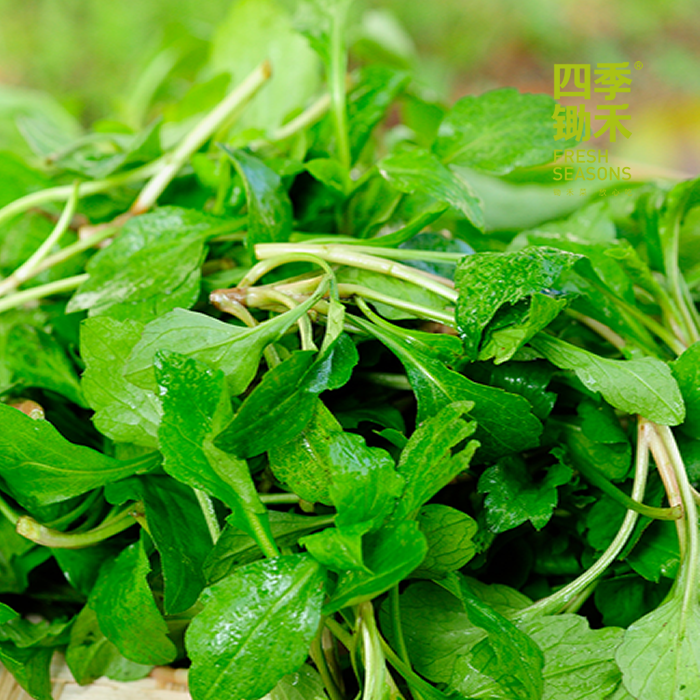 【精选】马兰头（野菜）(300g)马兰头需焯水后冷水沥干再炒哦，不然会涩口呢