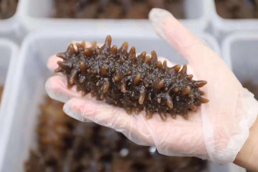 关东参 商品图5