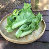 茭菜心（400g）-基地现摘现发 商品缩略图0