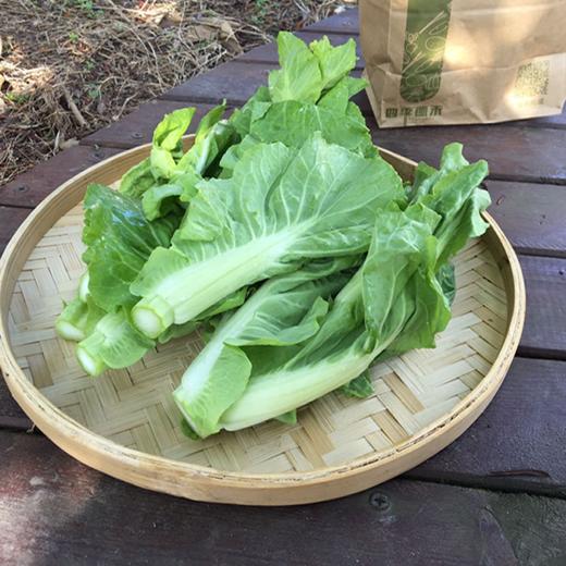 茭菜心（400g）-基地现摘现发 商品图0