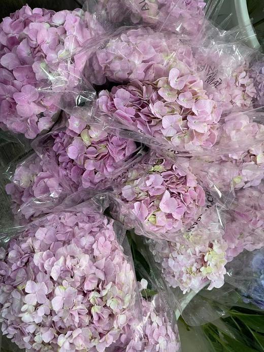 【国产绣球】浅粉色  单枝 商品图6