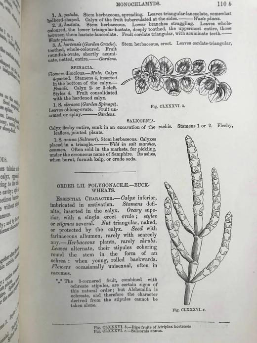 约19世纪后期 植物学课本 400余幅版画插图 漆布精装18开 商品图11