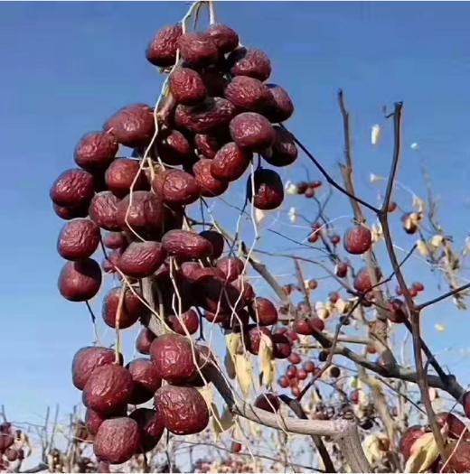 新疆未清洗原生态若羌灰枣、自然吊干 商品图3