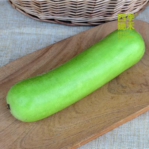 瓠瓜（吊瓜）（400g-700g） 商品图2