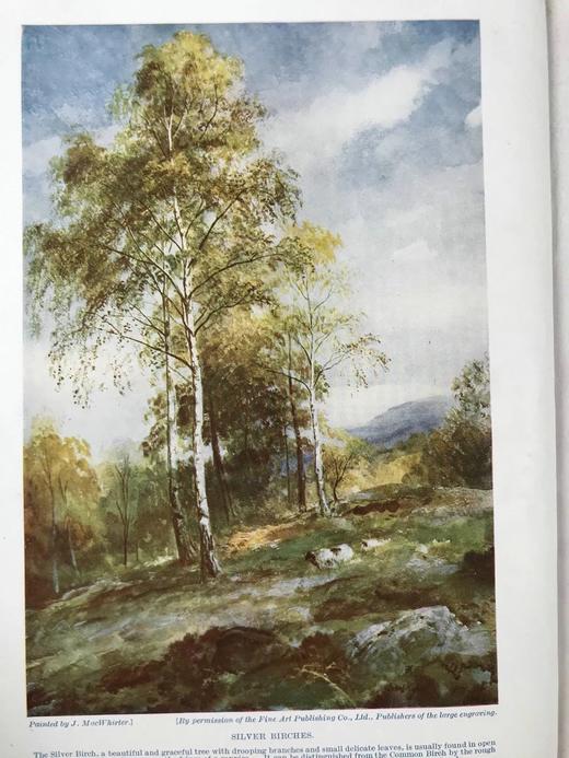 约20世纪早期 哈钦森郊外树木与花卉图鉴（全2卷） 约千幅插图 真皮精装16开 商品图2