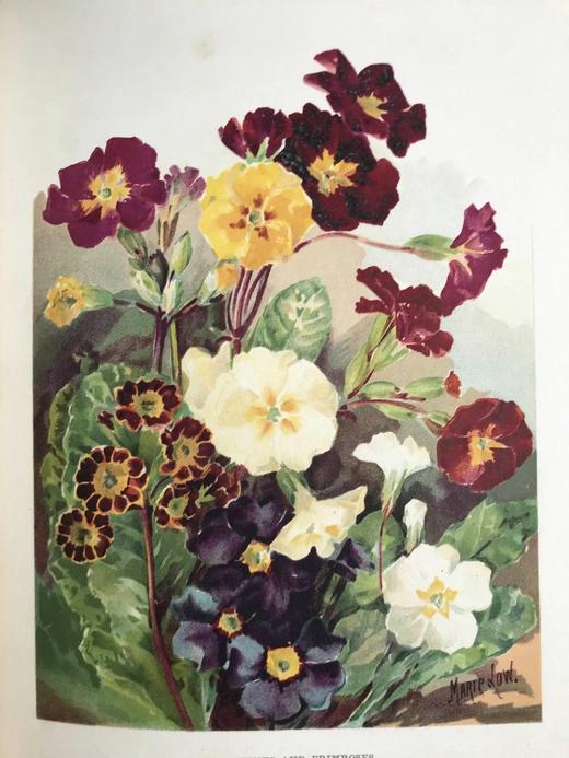 约20世纪早期 花卉种植者指南（全3卷） 45幅彩色版画与500余幅黑白版画插图 漆布精装16开 商品图7