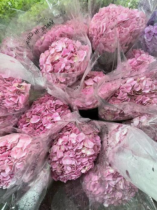 【国产绣球】  海粉色  单枝 商品图6