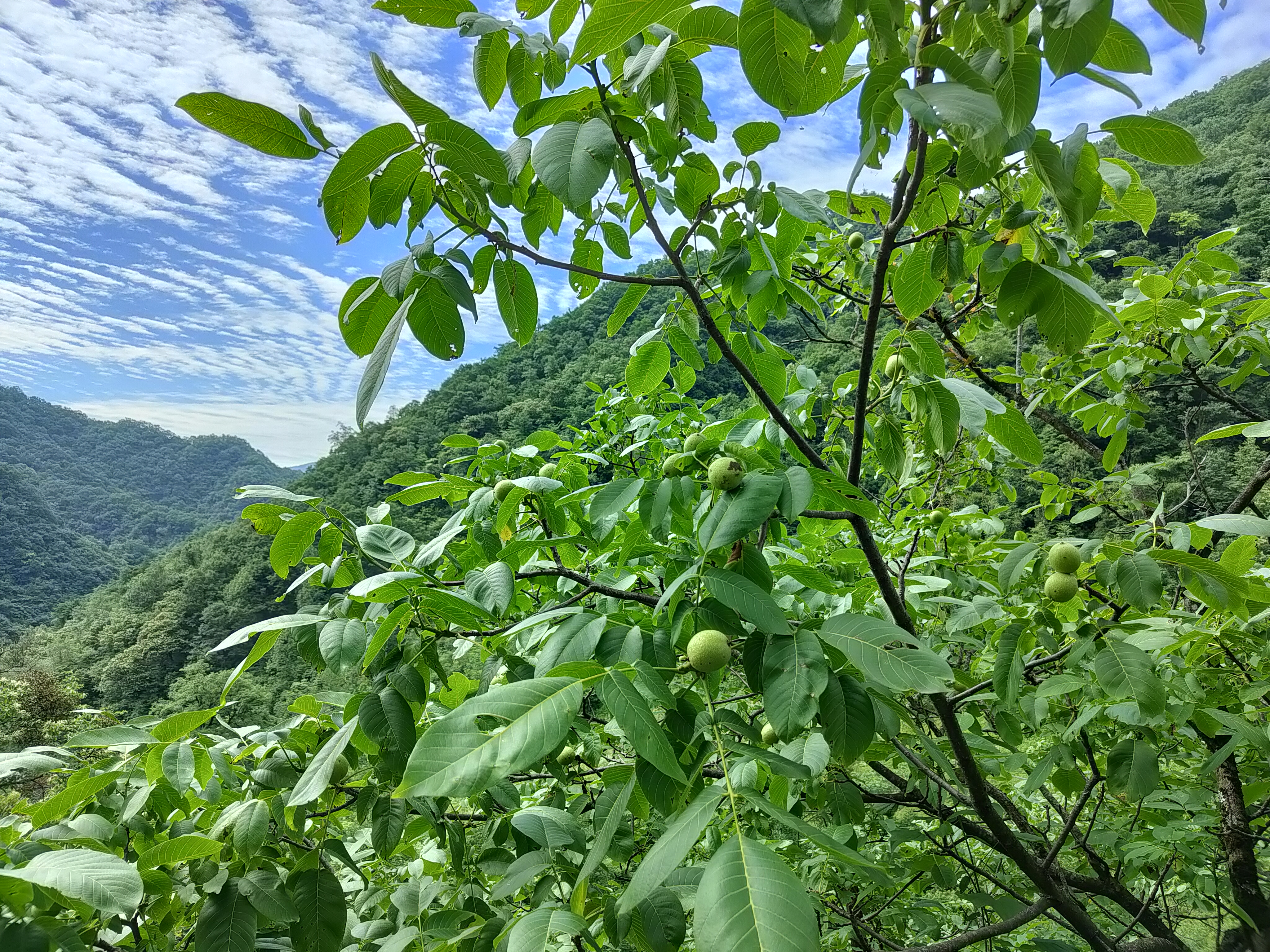 神农架山核桃500克