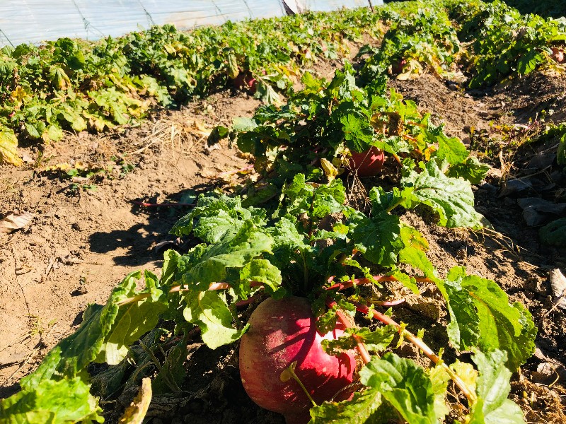 1635325906459727.jpg 4.jpg