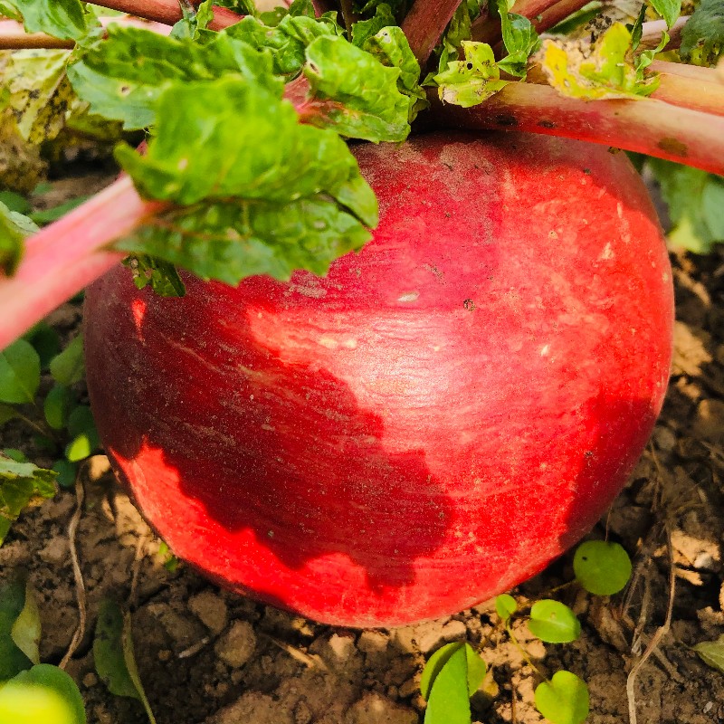 1635320490543946.jpg 1.jpg