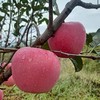 不急不躁的有机苹果 让阳光和雨露决定甜蜜的时刻 山西吉县乐之然有机苹果基地 商品缩略图10