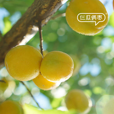 仨瓜俩枣—杏好有肉 杏肉160g/罐 商品图2