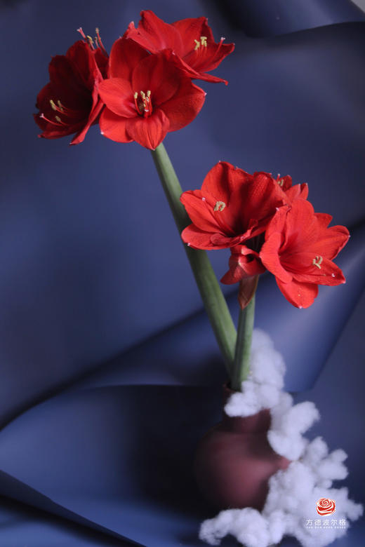 【切枝朱顶红】红狮  红色  2枝 商品图2