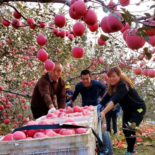 不急不躁的有机苹果 让阳光和雨露决定甜蜜的时刻 山西吉县乐之然有机苹果基地 商品图6