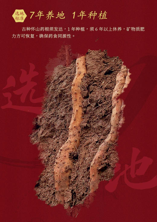 【每天不到2块钱 养出好肠-wei张宝山古法怀山药粉丨 w添加 单独包装 方便携带 代餐 适合全家享用的山药粉 商品图4